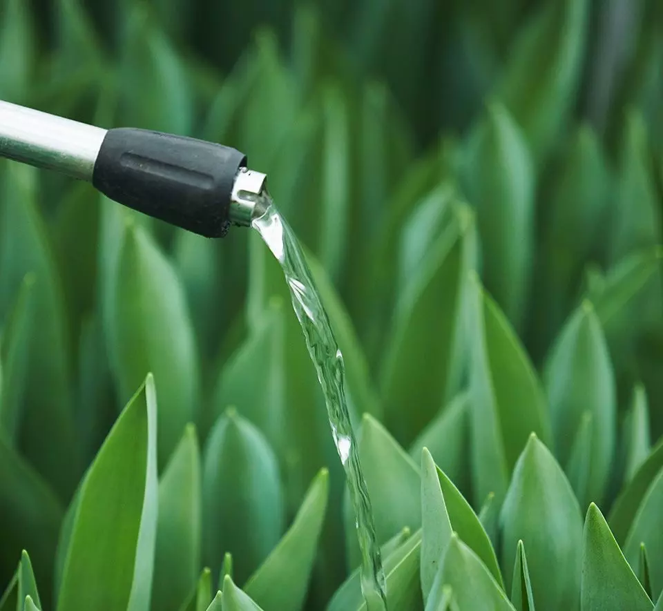 Avo Vision A close-up of a hose nozzle releasing a stream of water onto green plants with pointed leaves, exemplifying the relentless nurturing required in training budding innovators.